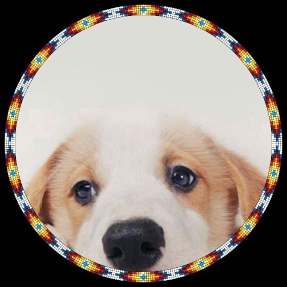 Meet your Posher, Joey - Picture 1 of 1